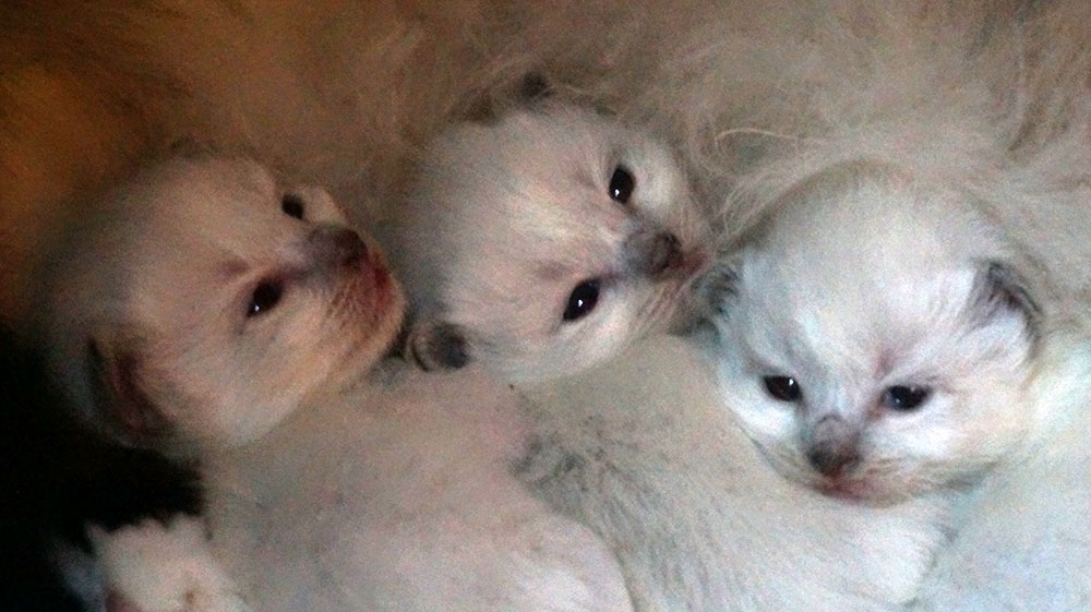 CHATONS